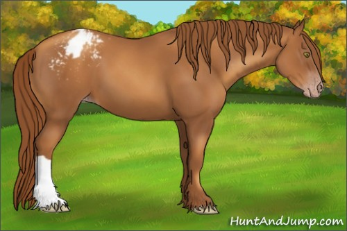 Horse Color:Gray Gold Champagne Appaloosa 