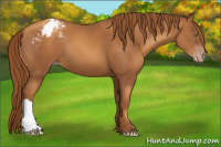 Horse Color:Gray Gold Champagne Varnish 
