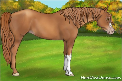 Horse Color:Gray Gold Champagne 