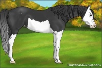 Horse Color:Black Splash Appaloosa 