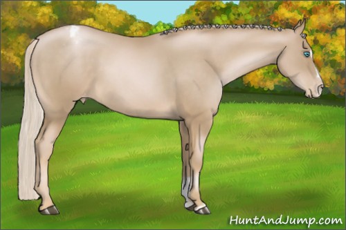 Horse Color:Chocolate Palomino Pearl Sabino Appaloosa