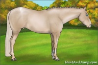 Horse Color:Chocolate Palomino Pearl Sabino Appaloosa 
