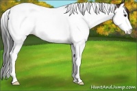 Horse Color:Brown Splash Tobiano Appaloosa 