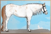 Horse Color:Red Dun Sabino 