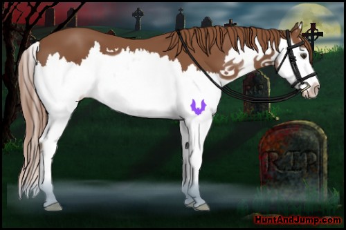 Horse Color:Chestnut Splash 