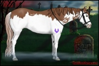 Horse Color:Chestnut Splash 