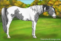 Horse Color:Black Ice Splash Tobiano Frame 