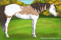Horse Color:Bay Ice Splash Appaloosa 