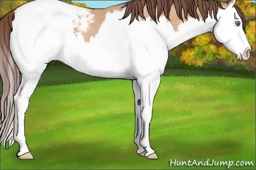 Horse Color:Amber Champagne Splash Appaloosa 