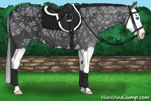 Horse Color:Black Ice Splash Appaloosa 