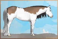 Horse Color:Bay Dun Sabino Splash 
