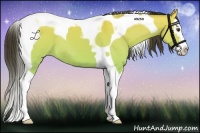 Horse Color:Buckskin Dun Splash Tobiano