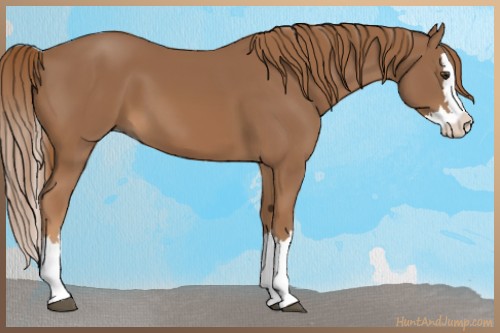 Horse Color:Chestnut Sabino Splash 