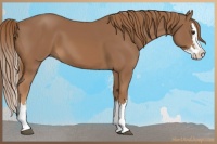Horse Color:Chestnut Sabino Splash 