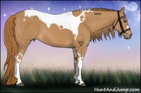 Horse Color:Chestnut Tobiano