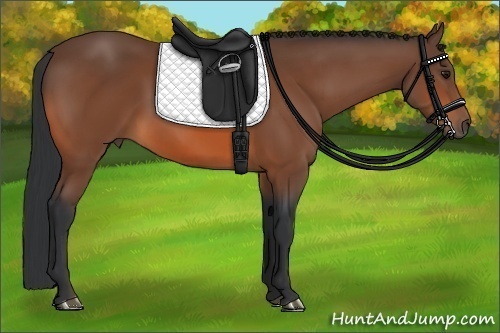 Horse Color:Bay Rabicano 