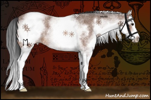 Horse Color:White Spotted Bay Roan Splash