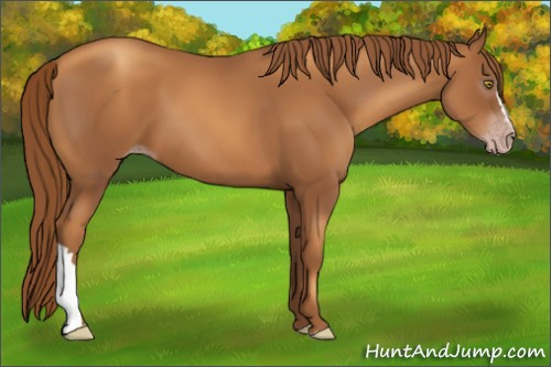 Horse Color:Gray Gold Champagne 