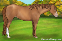 Horse Color:Gray Gold Champagne 