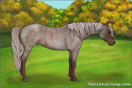 Horse Color:Chocolate Silver Brown Roan