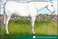 Horse Color:Chestnut Ice Appaloosa 