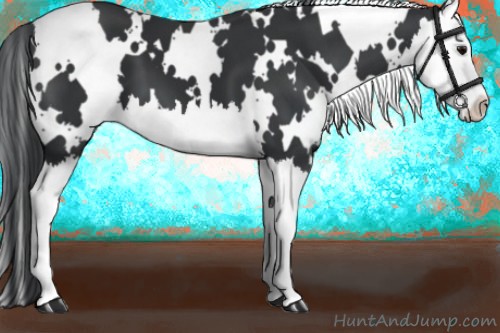Horse Color:White Spotted Black Splash