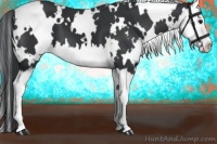 Horse Color:White Spotted Black Splash 