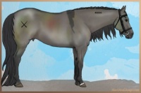 Horse Color:Grullo 