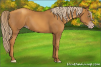 Horse Color:Gray Gold Champagne