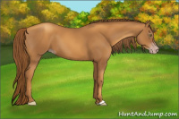 Horse Color:Gray Gold Champagne 