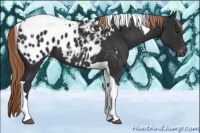 Horse Color:Liver Chestnut Tobiano Appaloosa 
