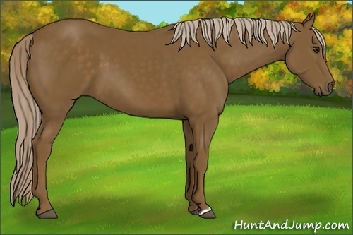 Horse Color:Chocolate Palomino 