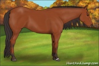 Horse Color:Brown 