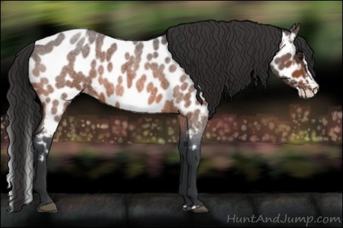 Horse Color:Bay Roan Splash Near Leopard 