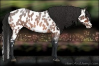 Horse Color:Bay Roan Splash Appaloosa