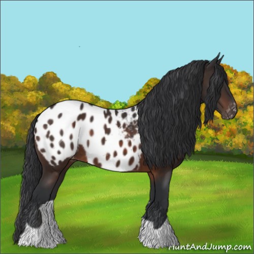 Horse Color:Brown Appaloosa 