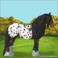 Horse Color:Brown Appaloosa