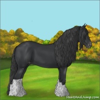 Horse Color:Black Appaloosa 