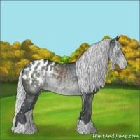 Horse Color:Silver Black Chinchilla Appaloosa