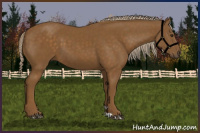 Horse Color:Chocolate Palomino 