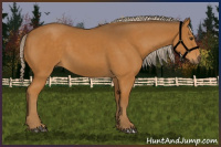 Horse Color:Chocolate Palomino 