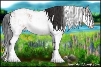 Horse Color:Bay Sabino 