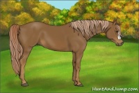 Horse Color:Chocolate Palomino 