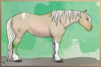 Horse Color:Watercolor Silver Bay Dun Tobiano Appaloosa 