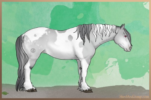 Horse Color:Bay Chinchilla Tobiano Appaloosa Rabicano 