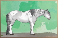 Horse Color:Bay Chinchilla Tobiano Varnish Rabicano 