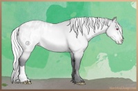 Horse Color:Silver Bay Chinchilla Pearl Blanket 