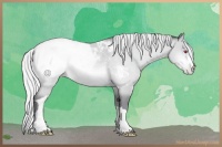 Horse Color:Silver Sable Champagne Chinchilla Appaloosa 