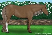 Horse Color:Chocolate Palomino 