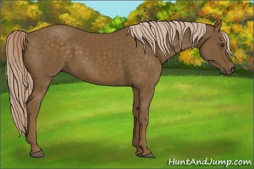 Horse Color:Chocolate Palomino 